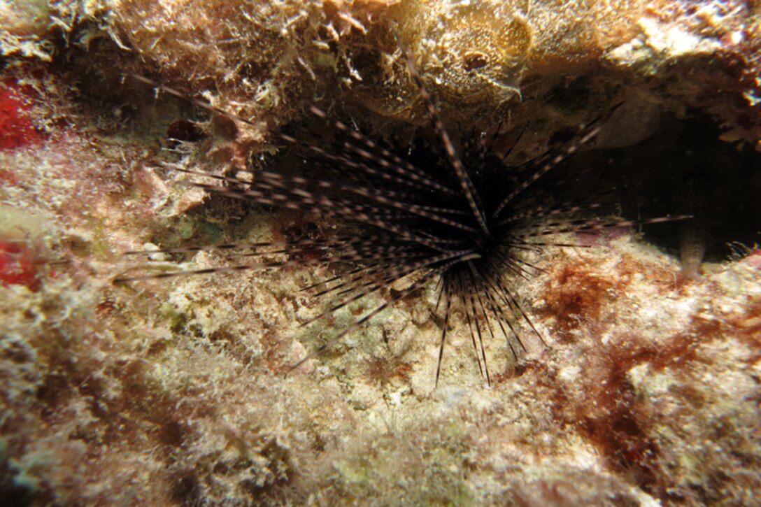 Sea urchin in coral reef