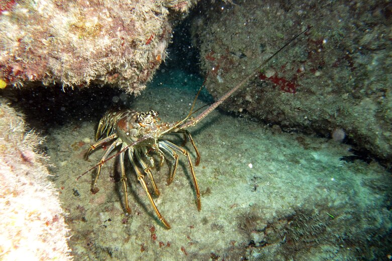 Florida spiny lobster