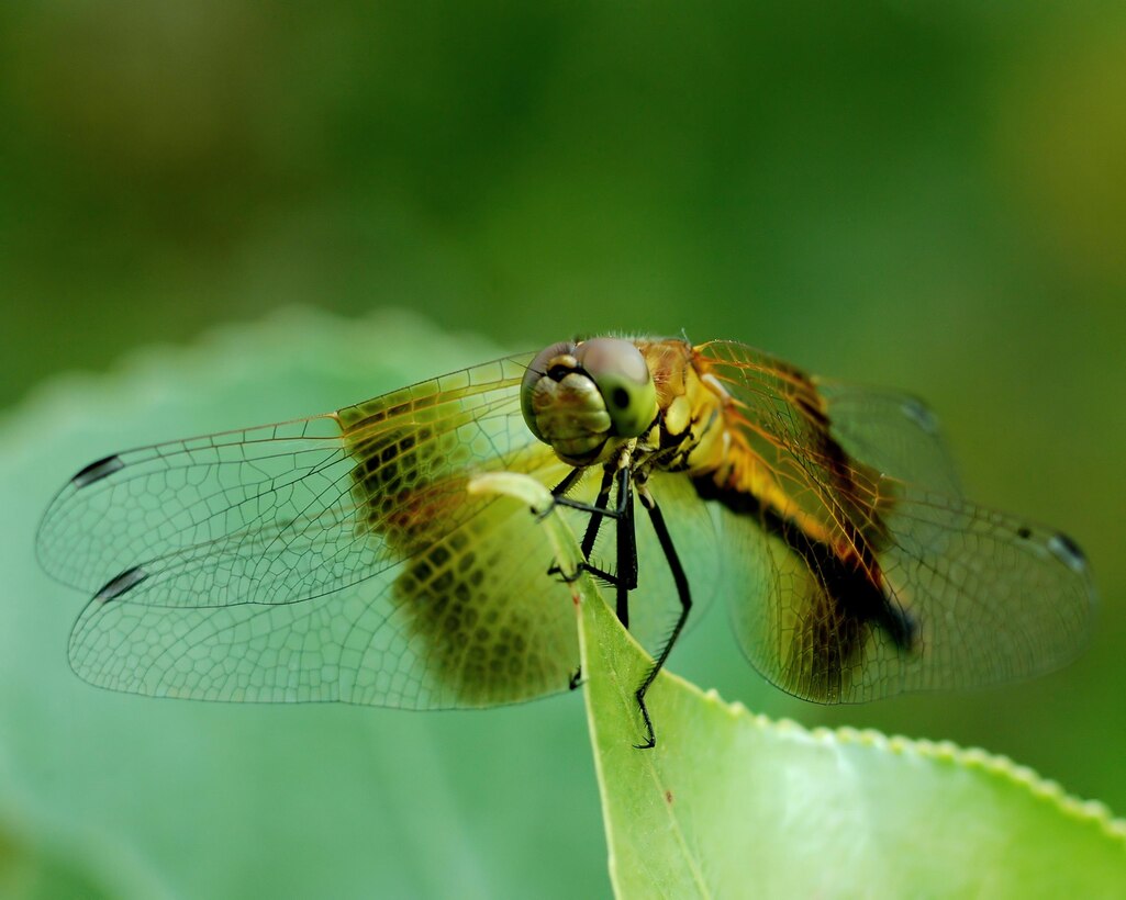 The Western Pondhawk, a wetlands species, at John Martin Reservoir, July 12, 2009. Photo by Van Truan.