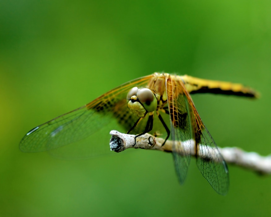 The western pondhawk, a wetland species, at John Martin Reservoir, July 12, 2009. Photo by Van Truan.