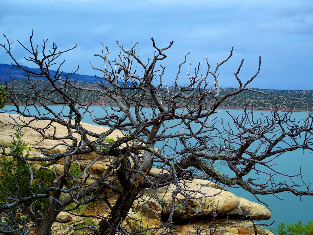 Abiquiu Lake as seen behind a tree, May 30, 2009. Photo by Maj. Andre Balyoz.