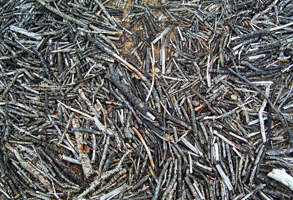 Sticks at Abiquiu Lake, May 30, 2009. Photo by Maj. Andre Balyoz.