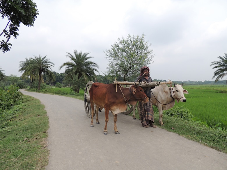 A Bangladesh man travels down a newly constructed road in early October in Jessore, Bangladesh. The U.S. Army Corps of Engineers-Alaska District, in collaboration with the U.S. Agency for International Development and the Local Government Engineering Department of Bangladesh, have completed eight roads in Jessore in the first government-to-government agreement in the country. The construction of six more roads in rural areas of Bangladesh is scheduled to begin in December. The roads are instrumental in helping local farmers get their crops to the market, children get to school easier and facilitating families’ access to medical clinics, thus increasing the quality of life for the people of the region.