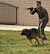 Cpl. Francis Mulcare, military working dog handler, 1st Law Enforcement Battalion, Camp Pendleton, orders his military working dog to engage a simulated enemy combatant during a demonstration at March Field Air Museum on Feb. 21, 2015. The 15th Annual War Dog Remembrance Day honors the sacrifices military working dogs and their handles made during battle while also illustrating the strong bond forged between the two. (U.S. Air Force photo/Senior Airman Russell McMillan)