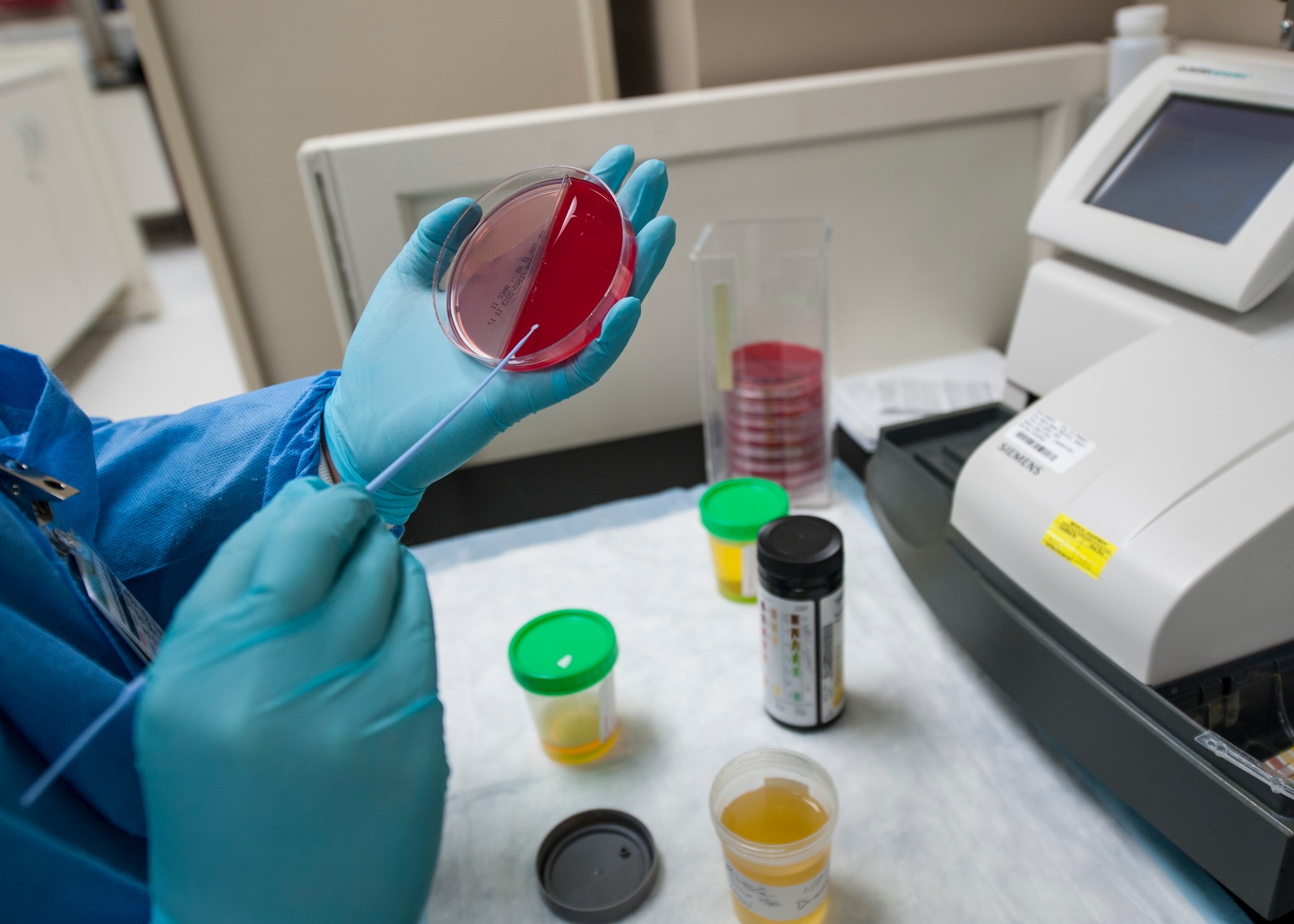 Airman 1st Class Caitlin Collins, 92nd Medical Support Squadron medical laboratory apprentice, cultures a urine sample Dec. 1, 2015, Fairchild Air Force Base, Wash. The Lab provides doctors and other providers with lab test results ranging from analyzing blood, urine or stool samples. (U.S. Air Force photo/Airman 1st Class Sean Campbell)