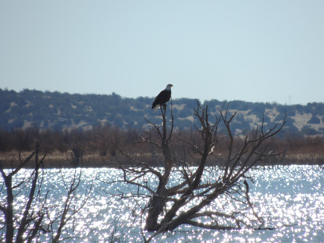 SANTA ROSA LAKE, N.M. – A bald eagle perches in a tree in the Horseshoe Bend area of the lake, Feb. 10, 2015. Photo by Paul Sanchez. This was a 2015 Photo Drive entry. 