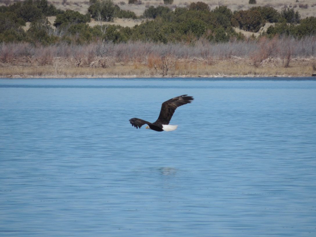 SANTA ROSA LAKE, N.M. – A bald eagle soars over the horseshoe bend area of the lake, Feb. 10, 2015. Photo by Paul Sanchez. This was a 2015 Photo Drive entry.
