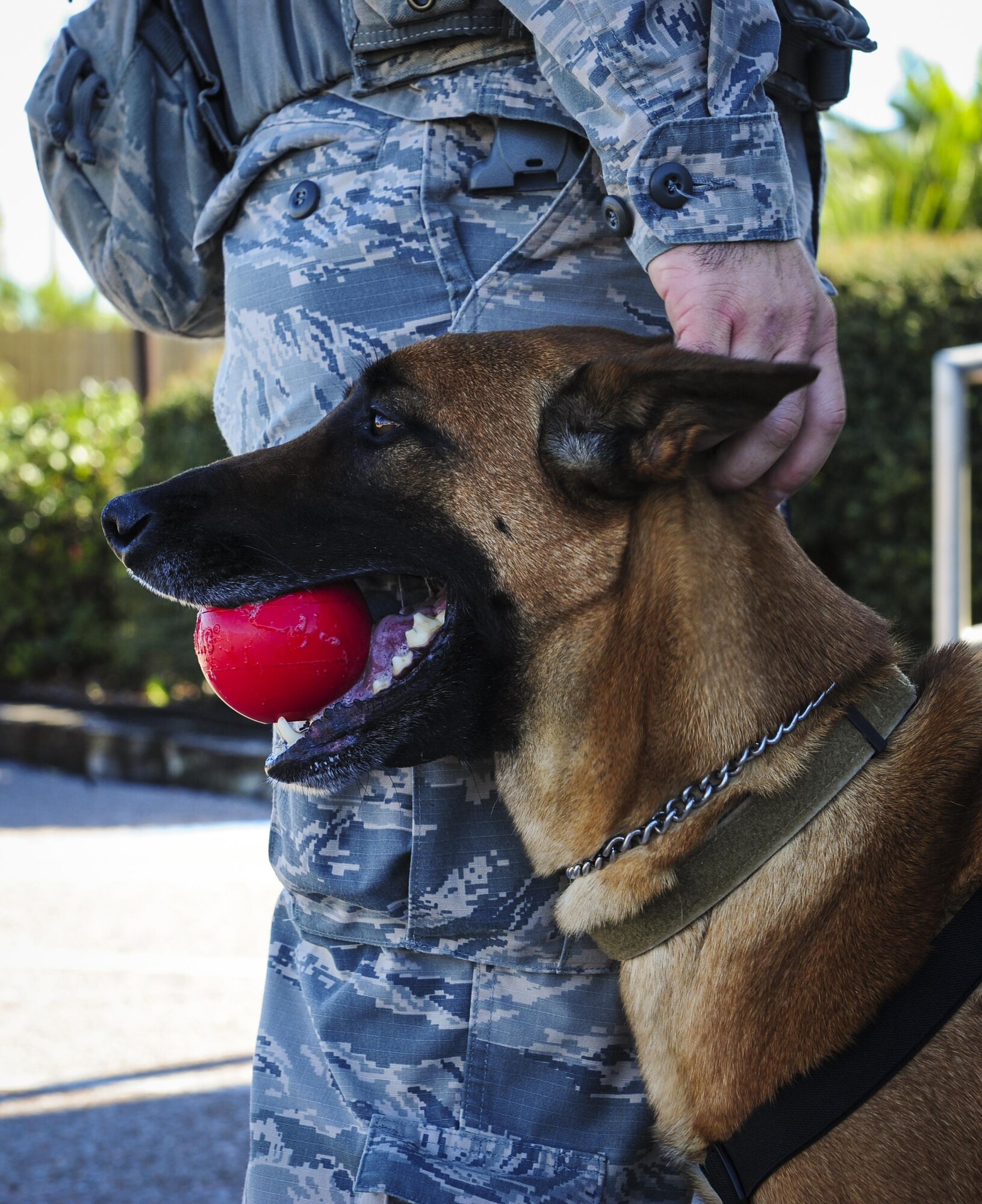 Staff Sgt. Justin Gooding, a military working dog handler with the 1st Special Operations Wing Security Forces Squadron, and military working dog Eella, wait for a scenario to start during the Inaugural Gulf Shores Detection Showdown at the Gulfarium Marine Adventure Park, Dec. 5, 2015. The Gulfarium Marine Adventure Park, Emerald Coast Convention Center, Fort Walton Beach High School and the air park, here, were used as locations searched by the K-9 teams. (U.S. Air Force photo by Senior Airman Meagan Schutter)