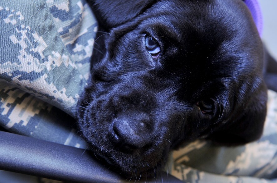 Grace, an Airman’s personal pet, waits for her initial checkup at the base veterinary clinic at Barksdale Air Force Base, La., Dec. 8, 2015. The clinic recommends pets receive their first vaccination between six and eight weeks old, during their initial checkup. (U.S. Air Force photo/Senior Airman Amanda Morris)