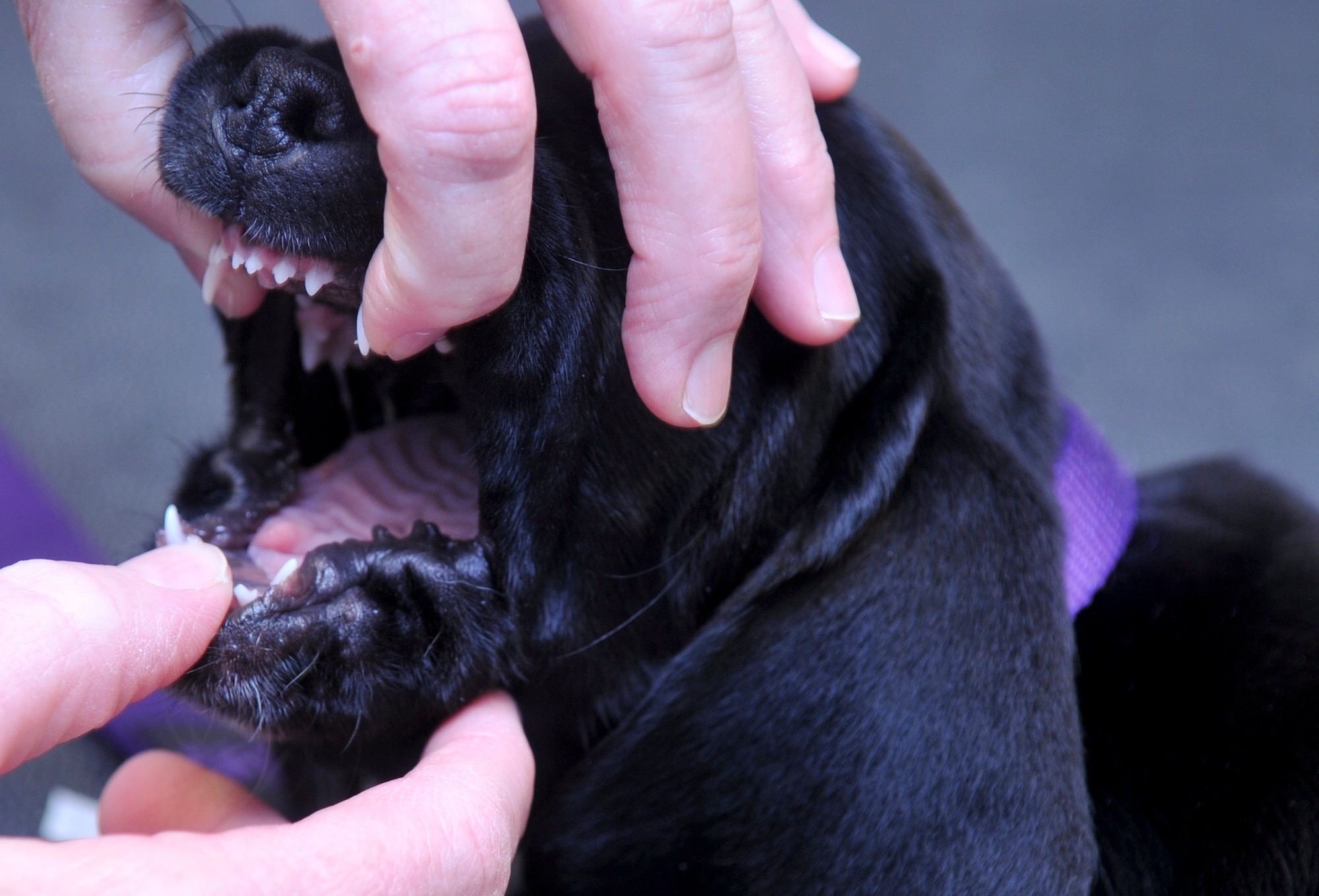 A veterinarian checks Grace’s, an Airman’s personal pet, teeth during an initial checkup at the base veterinary clinic at Barksdale Air Force Base, La., Dec. 8, 2015. The veterinarian examines her teeth and mouth for any potential birth defects such as an open soft palate, over bite, under bite, extra teeth or missing teeth, defects that can have long term implications. (U.S. Air Force photo/Senior Airman Amanda Morris) 