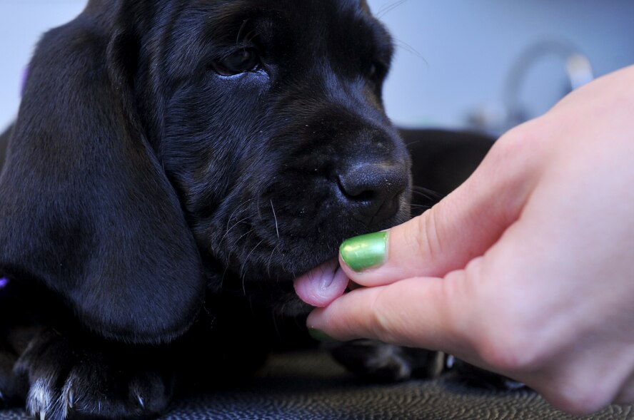 A veterinary technician gives Grace, an Airman’s personal pet, a treat as a reward after her first visit at the base veterinary clinic, Barksdale Air Force Base, La., Dec. 8, 2015. During an initial visit for a canine, the veterinarian performs a wellness examination, a fecal floatation test and administers a parvo-distemper vaccination. (U.S. Air Force photo/Senior Airman Amanda Morris) 