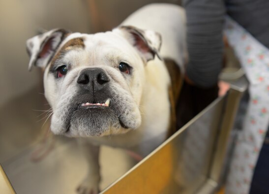 Brutus, a British bull dog, stands in a sink while getting a bath at Yokota Air Base, Japan, Dec. 9, 2015. Brutus is the Yokota Pet Care Center’s shop dog.(U.S. Air Force photo by Airman 1st Class Elizabeth Baker/Released)