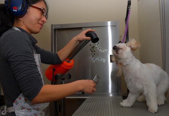 Yumi Koyama, Yokota Pet Care Center animal care provider, grooms a customer’s dog at Yokota Air Base, Japan, Dec. 9, 2015. The center offers grooming and boarding services for cats and dogs. (U.S. Air Force photo by Airman 1st Class Elizabeth Baker/Released)