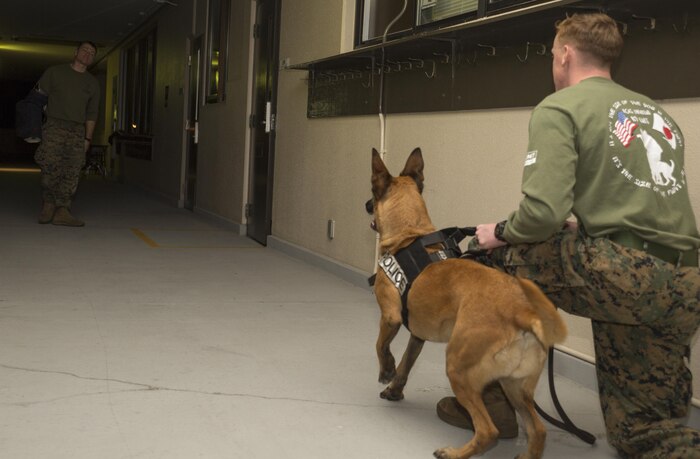 Lance Cpl. Colten Corsetti, right, military working dog handler with Headquarters and Headquarters Squadron, keeps his K-9 at the ready while instructing Cpl. Justin Stockton, military working dog handler with H&HS, to come forward and present his identification during night training at Marine Corps Air Station Iwakuni, Japan, Dec. 9, 2015. To ensure the safety of personnel on the air station, this training is conducted to keep military working dogs familiarized with the installation as its landscape continues to develop with the Defense Policy Review Initiative. Handlers and their dogs must train regularly in order to maintain combat readiness, become a more effective team and ensure the safety of everyone on the installation.