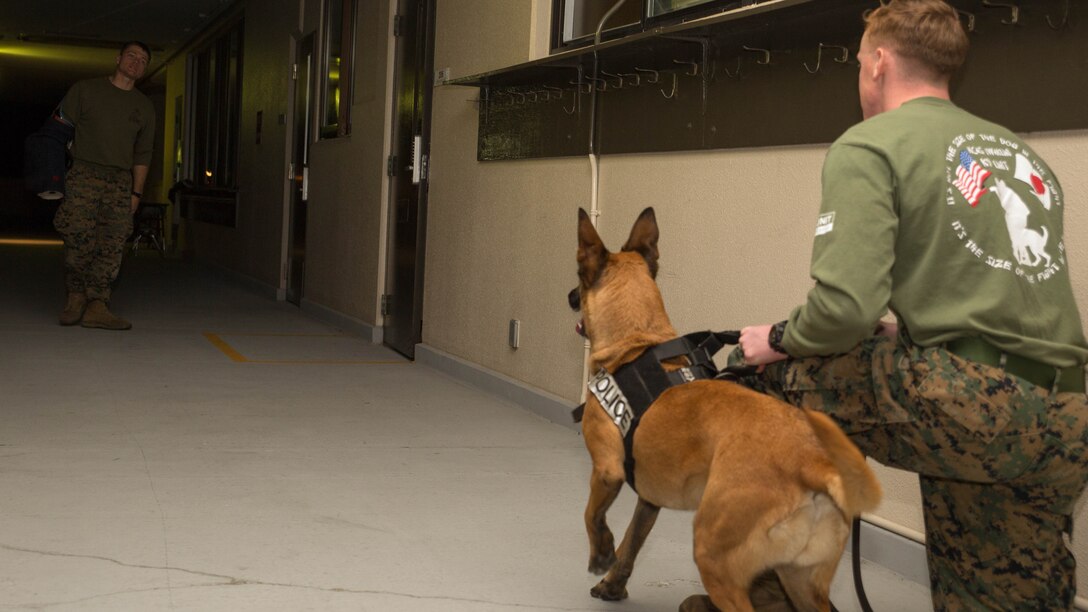 Lance Cpl. Colten Corsetti, right, military working dog handler with Headquarters and Headquarters Squadron, keeps his K-9 at the ready while instructing Cpl. Justin Stockton, military working dog handler with H&HS, to come forward and present his identification during night training at Marine Corps Air Station Iwakuni, Japan, Dec. 9, 2015. To ensure the safety of personnel on the air station, this training is conducted to keep military working dogs familiarized with the installation as its landscape continues to develop with the Defense Policy Review Initiative. Handlers and their dogs must train regularly in order to maintain combat readiness, become a more effective team and ensure the safety of everyone on the installation. 