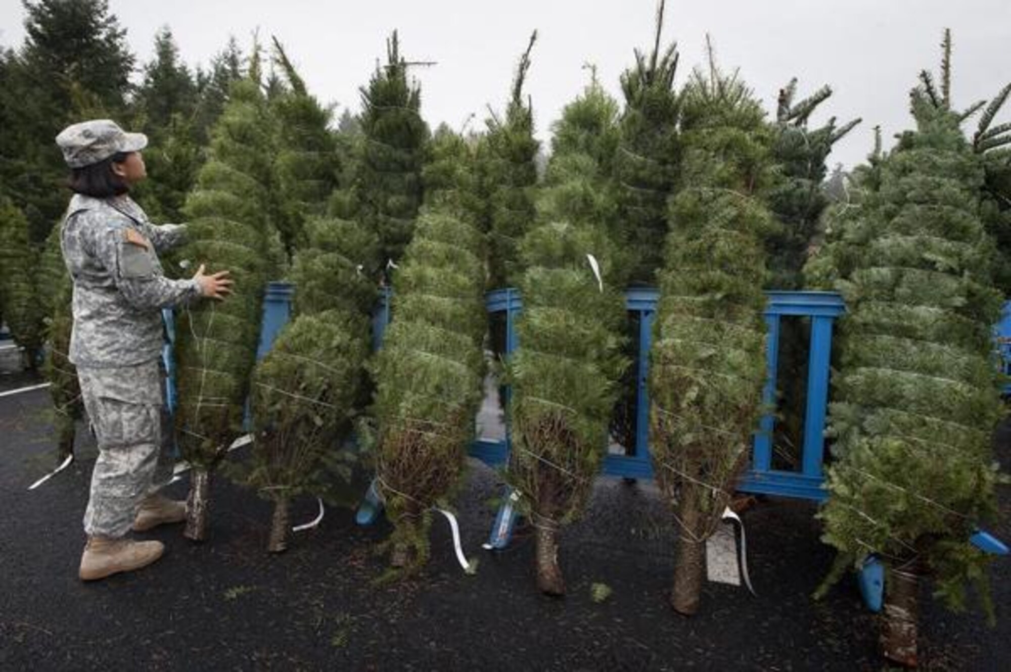Senior Airman Janelle Arevalo selects a tree Dec. 2 during the annual Trees for Troops distribution at the American Lake Conference Center on Lewis North. Approximately 800 trees were donated this year.(Northwest Guardian)