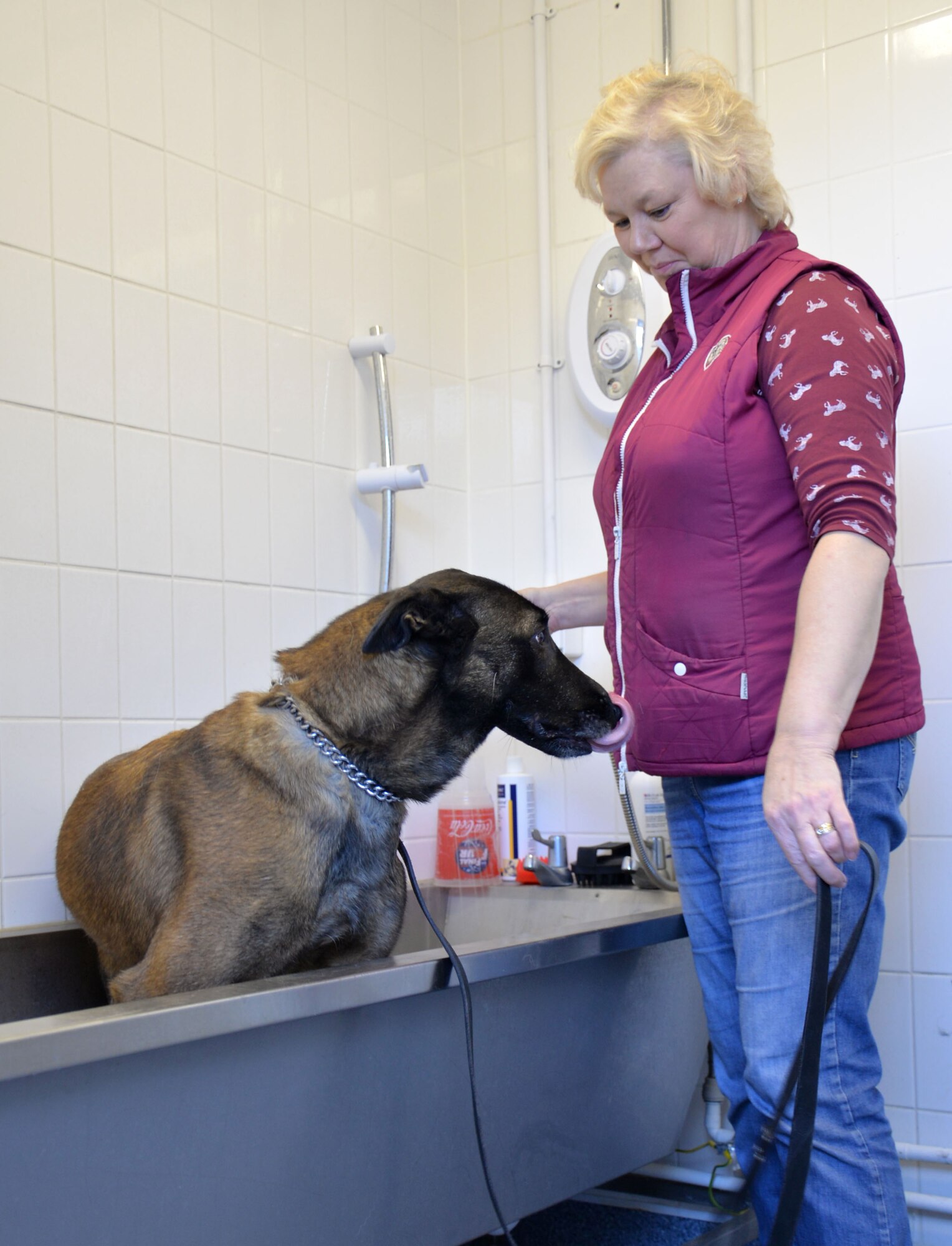 Deborah Black, 100th Security Forces Squadron kennel attendant, gets U.S. Air Force 100th SFS Military Working Dog Vvonya ready for her bath Dec. 4, 2015, on RAF Mildenhall, England. The dogs are bathed once a month. Black also grooms them, both to keep their coats healthy and to bond with the dogs. (U.S. Air Force photo by Gina Randall/Released)