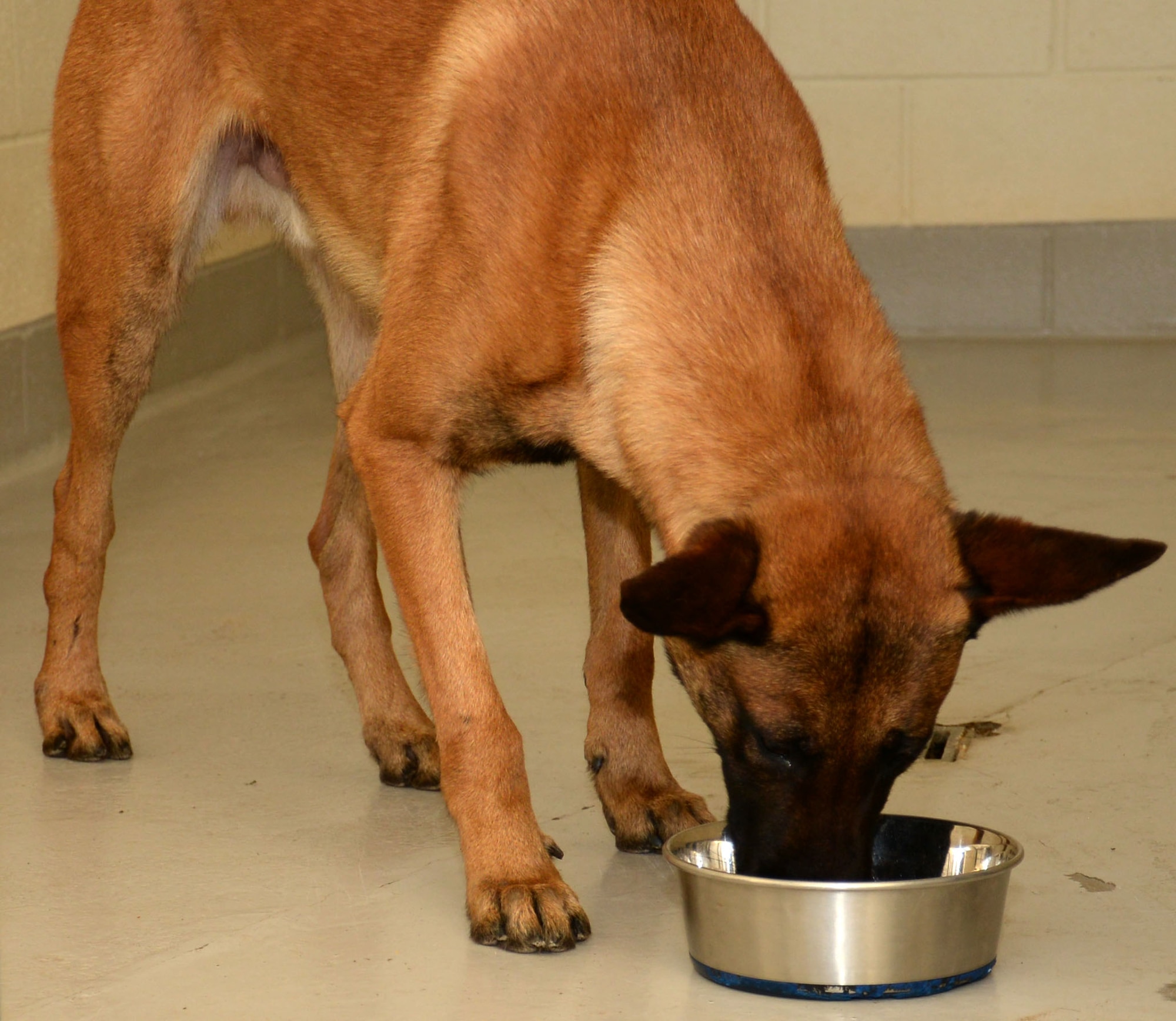 U.S. Air Force 100th Security Forces Squadron Military Working Dog Oorion eats his food Dec. 4, 2015, on RAF Mildenhall, England. Deborah Black, 100th SFS kennel attendant, has many duties caring for the dogs, including ordering dog food and keeping tabs on when it’s required. (U.S. Air Force photo by Gina Randall/Released)