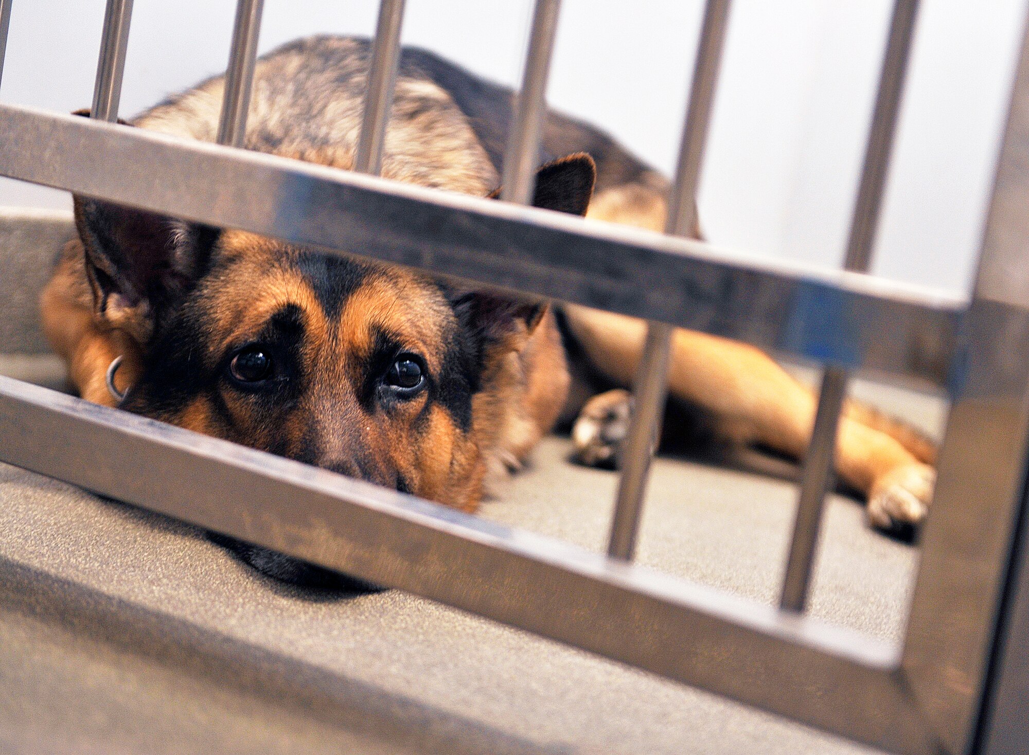 Aly, 18th Security Forces Squadron military working dog, waits for his annual dental examination at the Veterinary Treatment Facility, Dec. 9, 2015, at Kadena Air Base, Japan. Aly is one of the MWDs used by 18th SFS who receives dental care support at the Veterinary Treatment Facility. (U.S. Air Force photo by Naoto Anazawa)