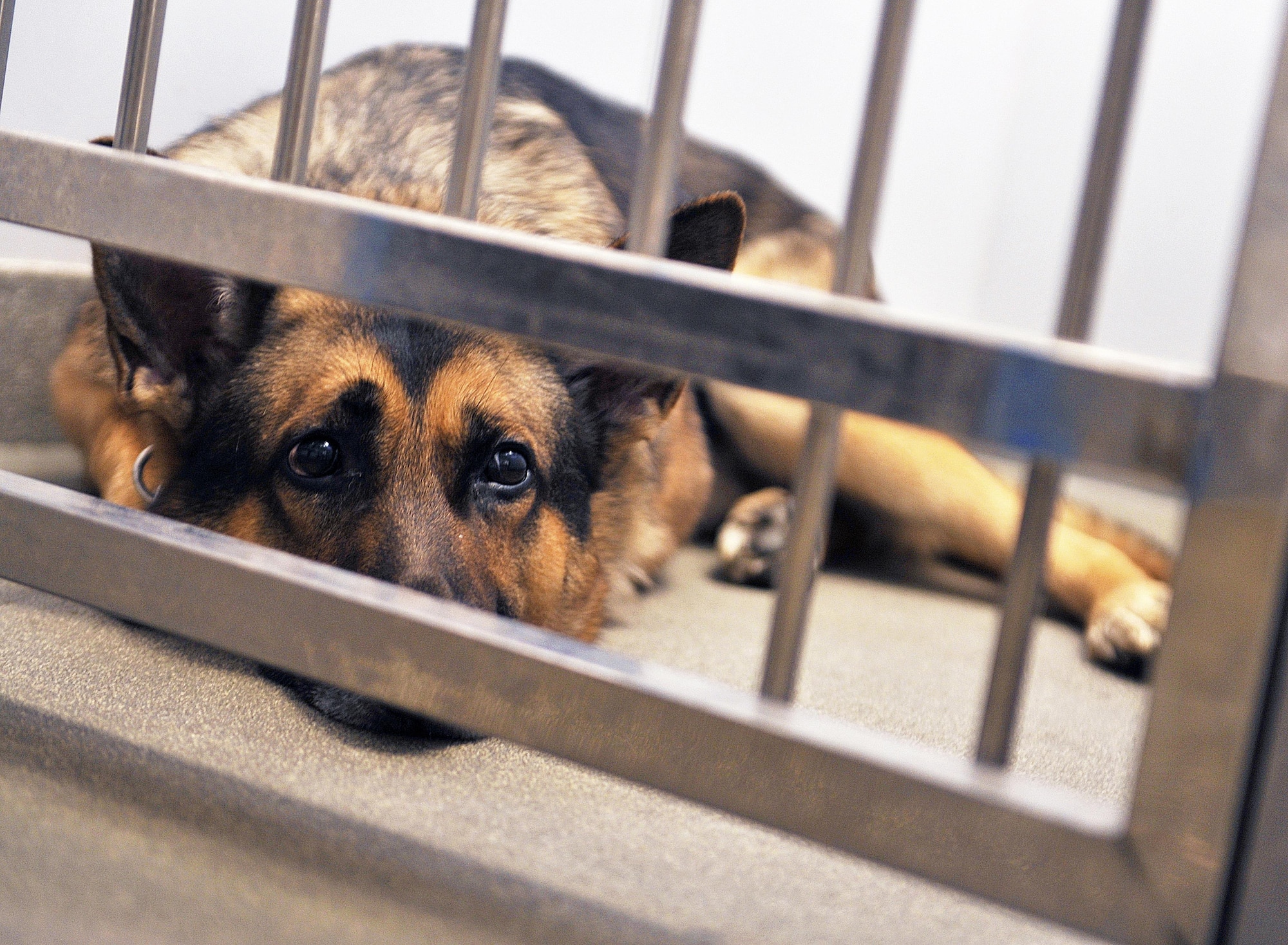 How do you treat an animal bite?