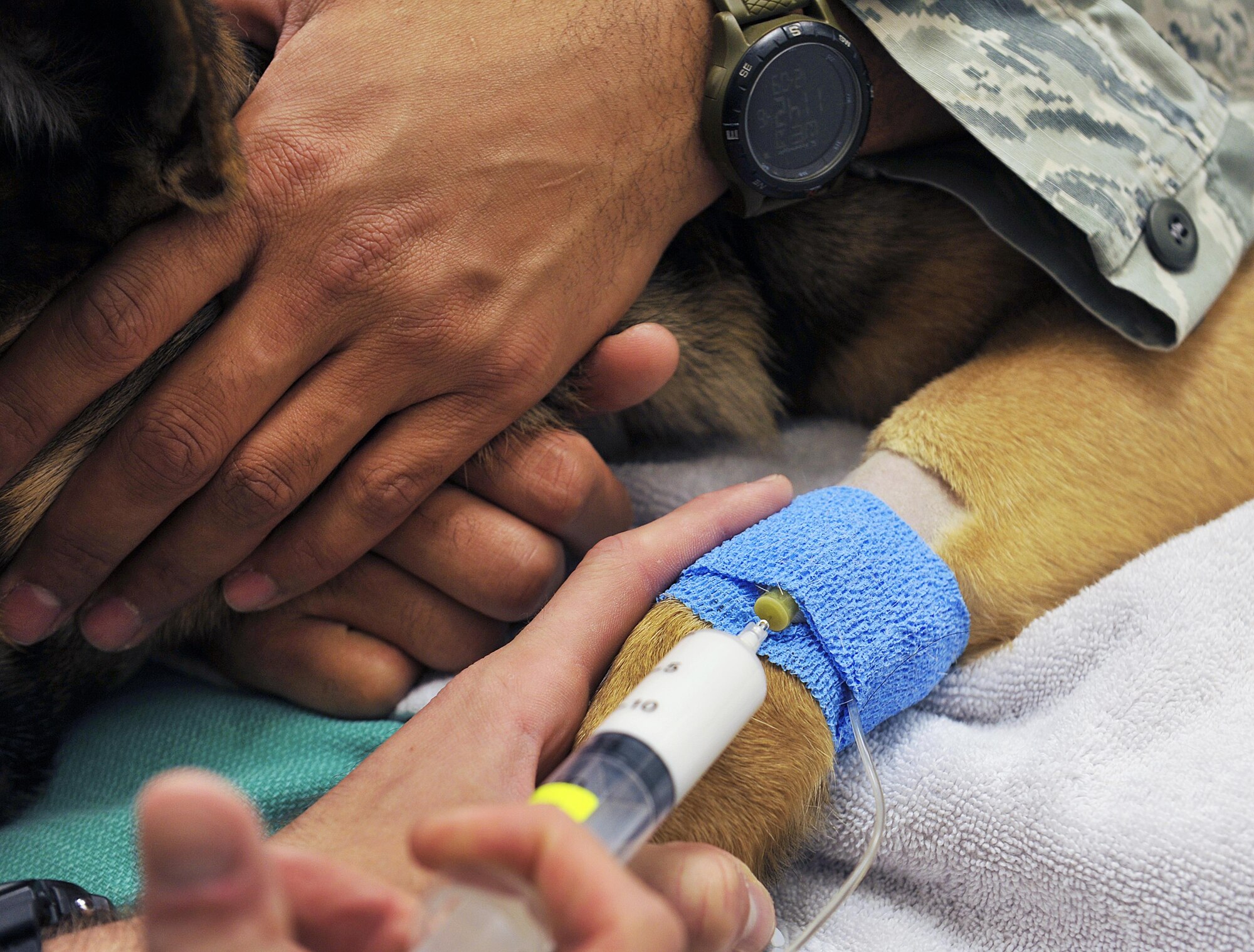 Aly, 18th Security Forces Squadron military working dog, receives an anesthetic shot during an annual dental examination at the Veterinary Treatment Facility, Dec. 9, 2015, at Kadena Air Base, Japan. His handler was there to assist the veterinarian with anything needed in order to maintain positive control of Aly during his dental inspection. (U.S. Air Force photo by Naoto Anazawa/Released)