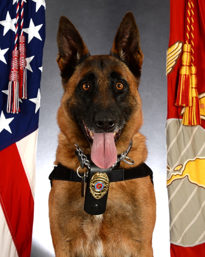 Pablo, a military working dog assigned to Marine Corps Police Department, Marine Corps Logistics Base Albany, receives the American Kennel Club Humane Fund Awards for Canine Excellence for the Uniformed Service K-9 division during a ceremony held in Orlando, Florida, Dec. 12. 