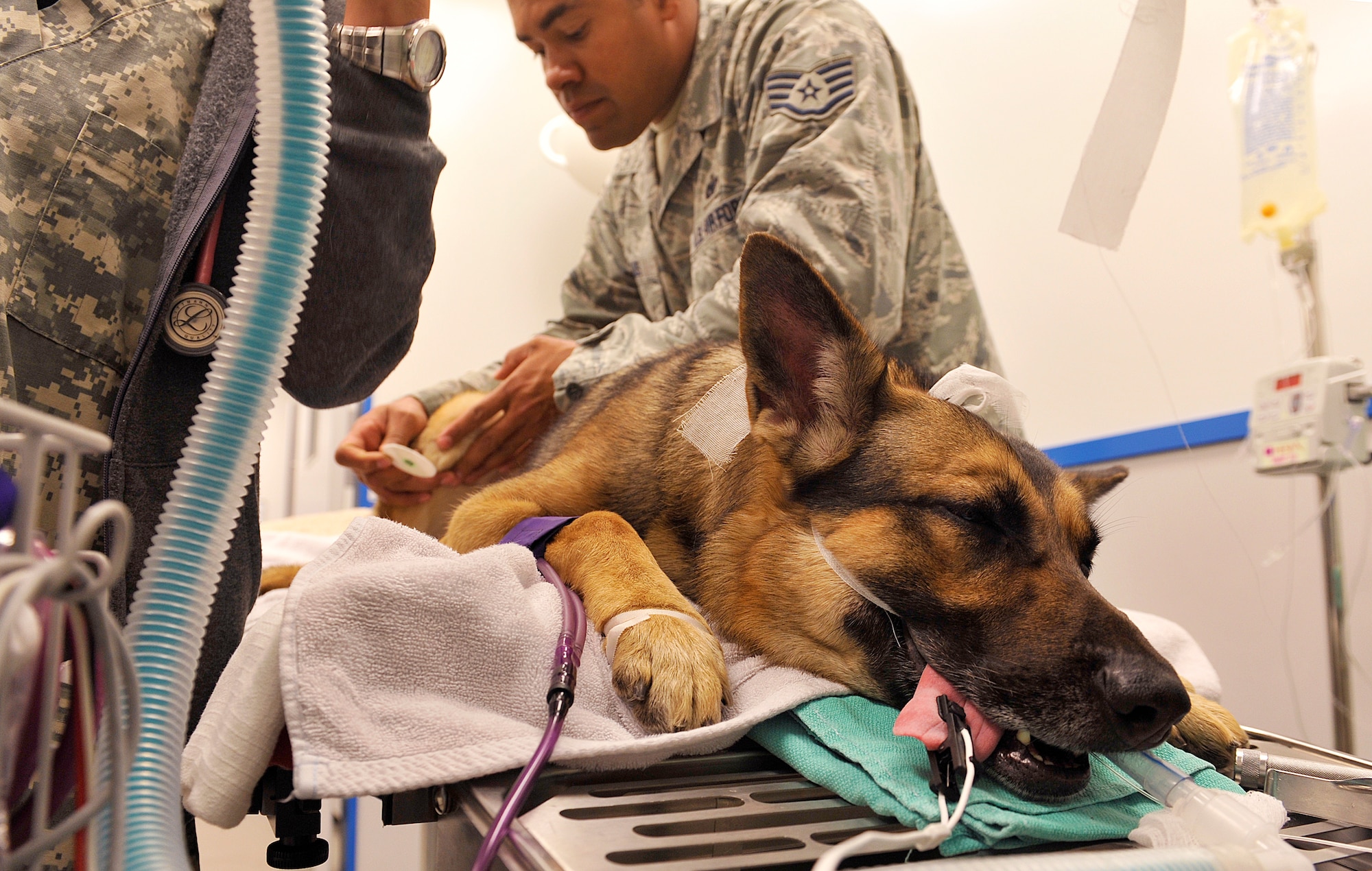 Aly, 18th Security Forces Squadron military working dog, is put under general anesthesia before a dental cleaning at the Veterinary Treatment Facility, Dec. 9, 2015, at Kadena Air Base, Japan. MWDs here, such as Aly, are necessary to the continued security of American forces at their home station and deployed locations and receive care from Okinawa Veterinary Treatment Facility veterinarians. (U.S. Air Force photo by Naoto Anazawa)