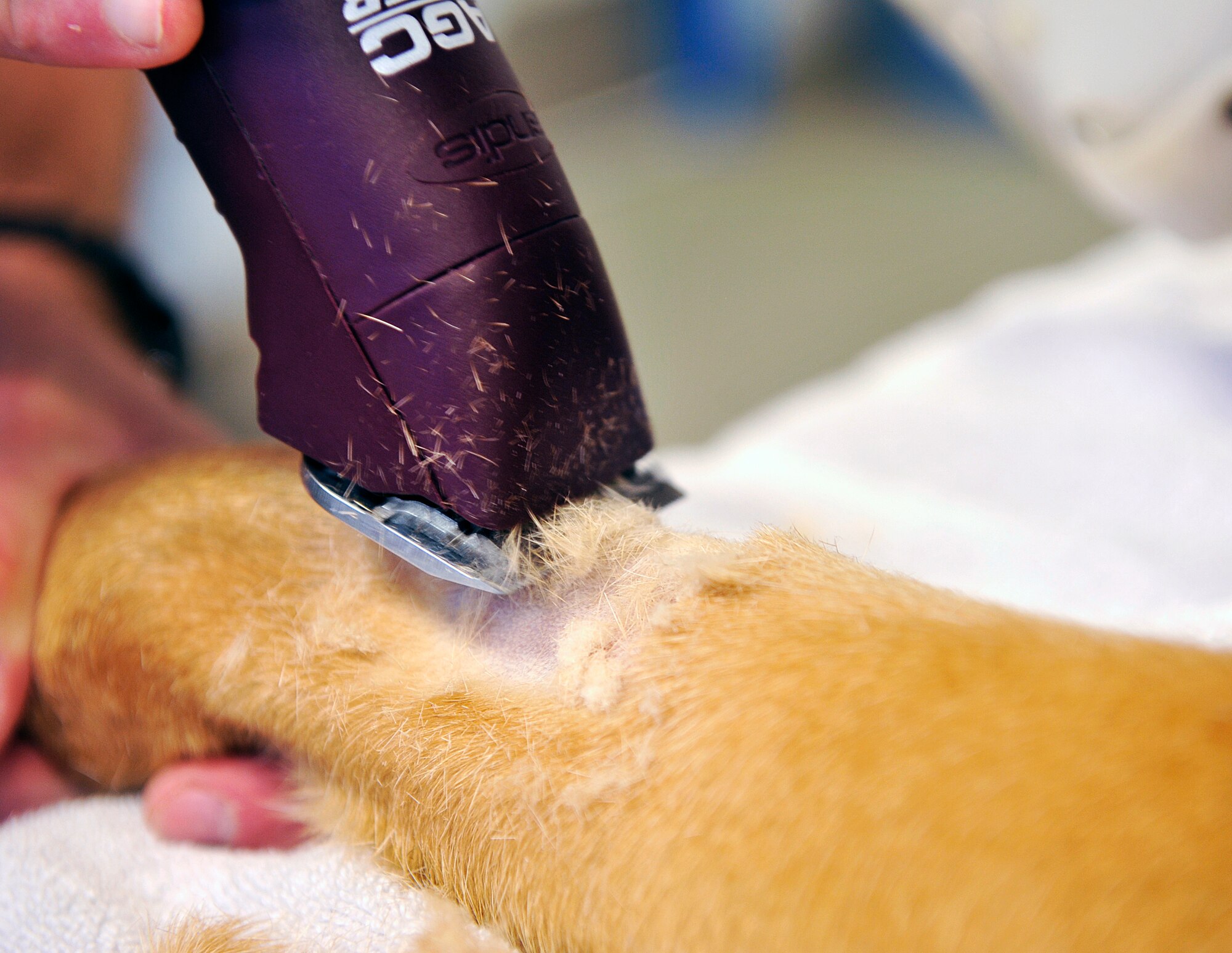 U.S. Army Pfc. Richard Schmidt, Public Health Command District Japan, Okinawa Branch veterinary technician, shaves the leg of Aly, 18th Security Forces Squadron military working dog, before administering pre-anesthetics during an annual dental examination at the Veterinary Treatment Facility, Dec. 9, 2015, at Kadena Air Base, Japan. Aly is one of the MWDs used by 18th SFS who receives dental care support at the Veterinary Treatment Facility. (U.S. Air Force photo by Naoto Anazawa)