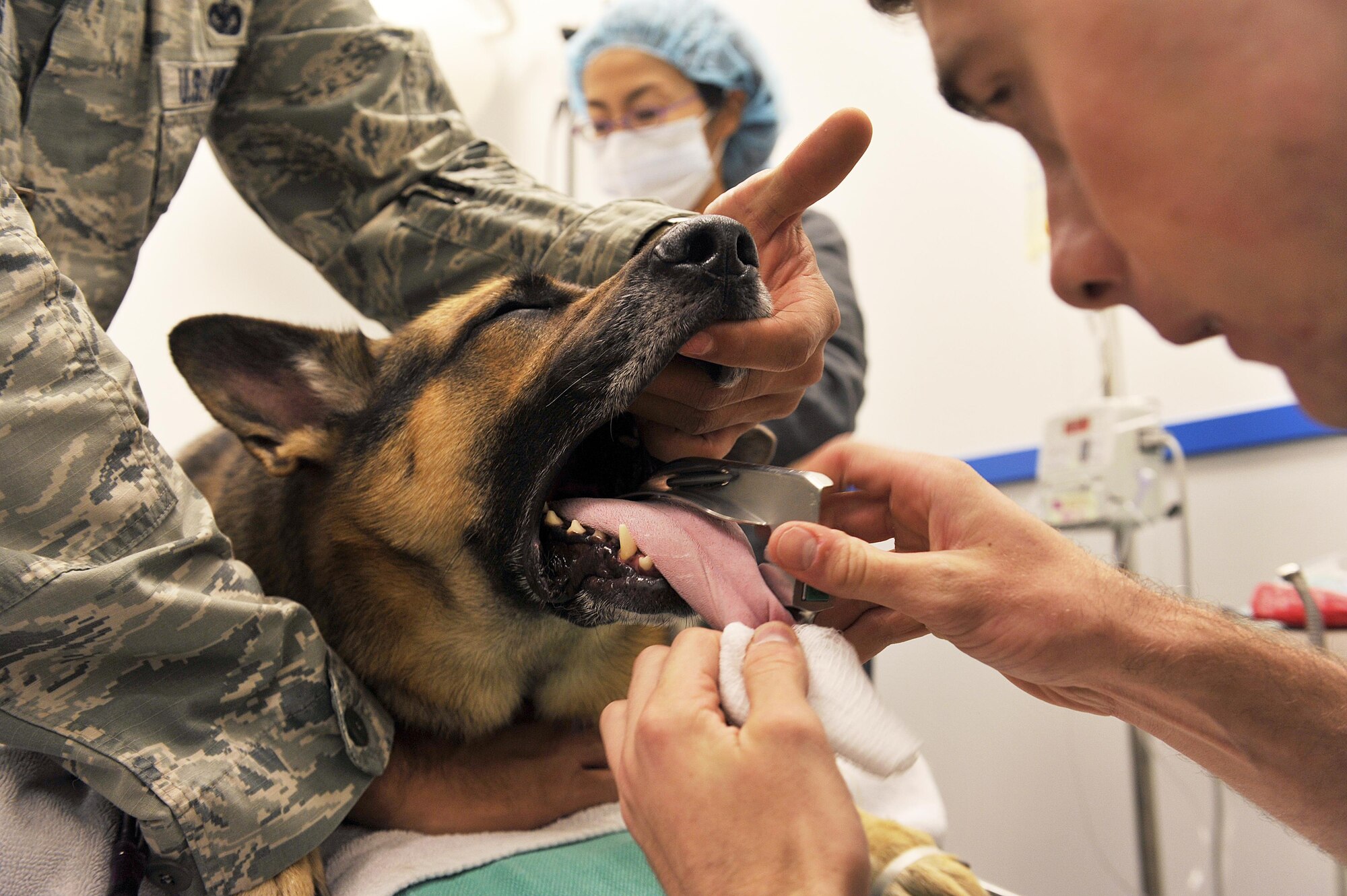 U.S. Army Pfc. Richard Schmidt, Public Health Command District Japan, Okinawa Branch veterinary technician, examines the mouth of Aly, 18th Security Forces Squadron military working dog, before intubation during an annual dental examination at the Veterinary Treatment Facility, Dec. 9, 2015, at Kadena Air Base, Japan. It is important for MWDs to receive routine dental care to prevent health issues. (U.S. Air Force photo by Naoto Anazawa)