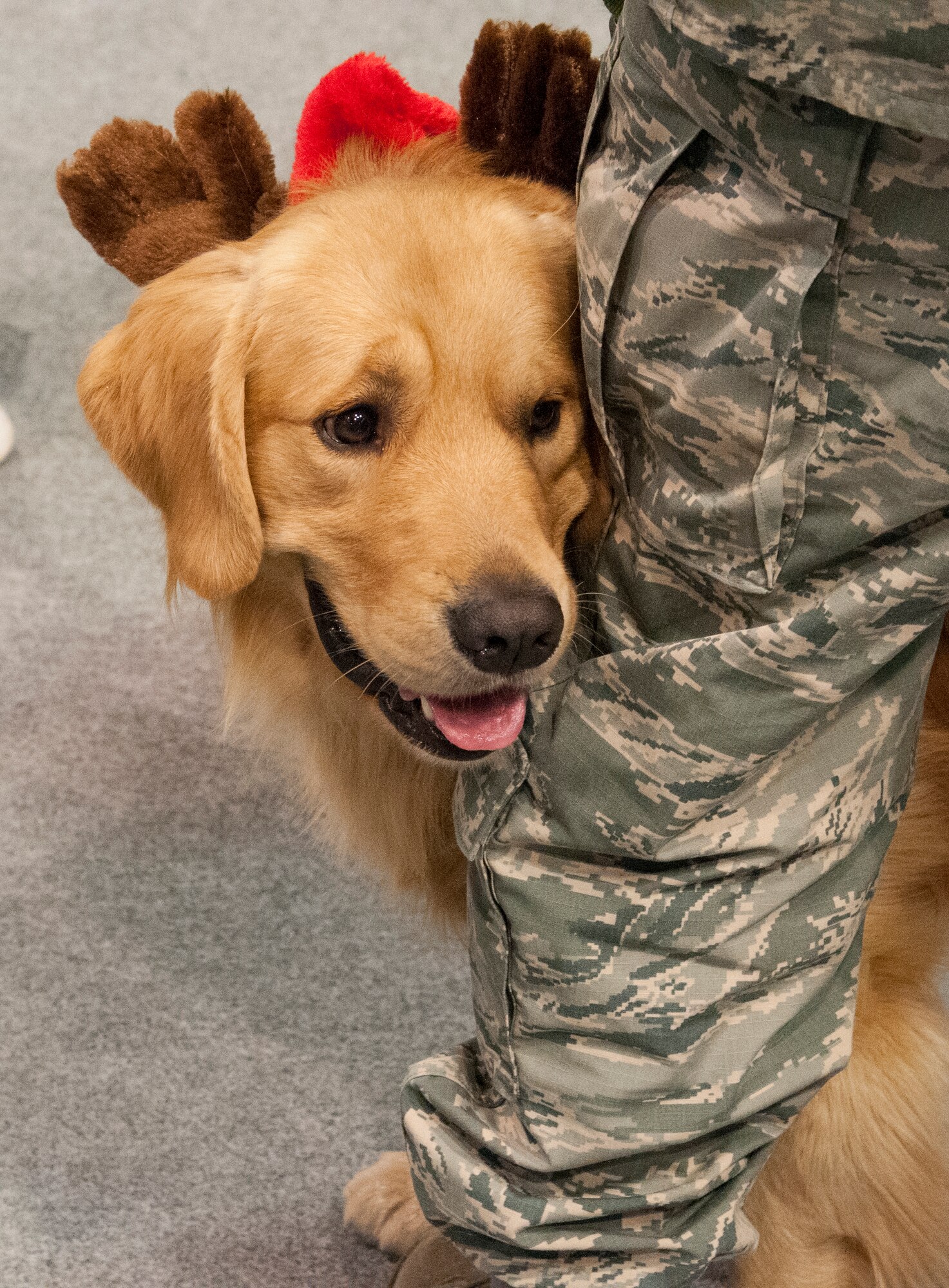 Zeke, dog of Staff Sgt. Ryan Hunt, 90th , looks around at the children playing at the 2015 Operation Provide Joy event Dec. 12, 2015, in the Fall Hall Community Center on F.E. Warren Air Force Base, Wyo. Zeke wore decorative antlers to fit in with the holiday theme of the event. (U.S. Air Force photo by Senior Airman Jason Wiese)