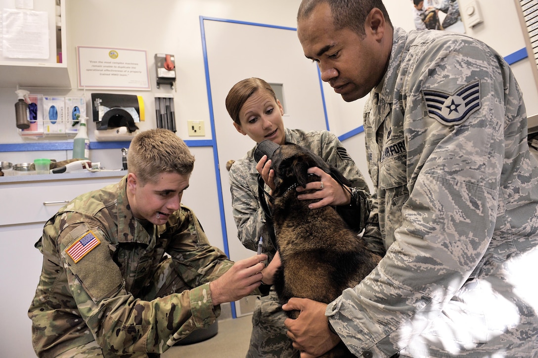 Military working dogs sharpen their bites