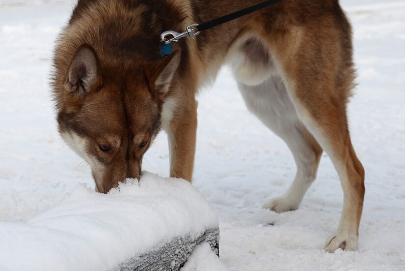 Are Plain Huskies Built For Cold Weather