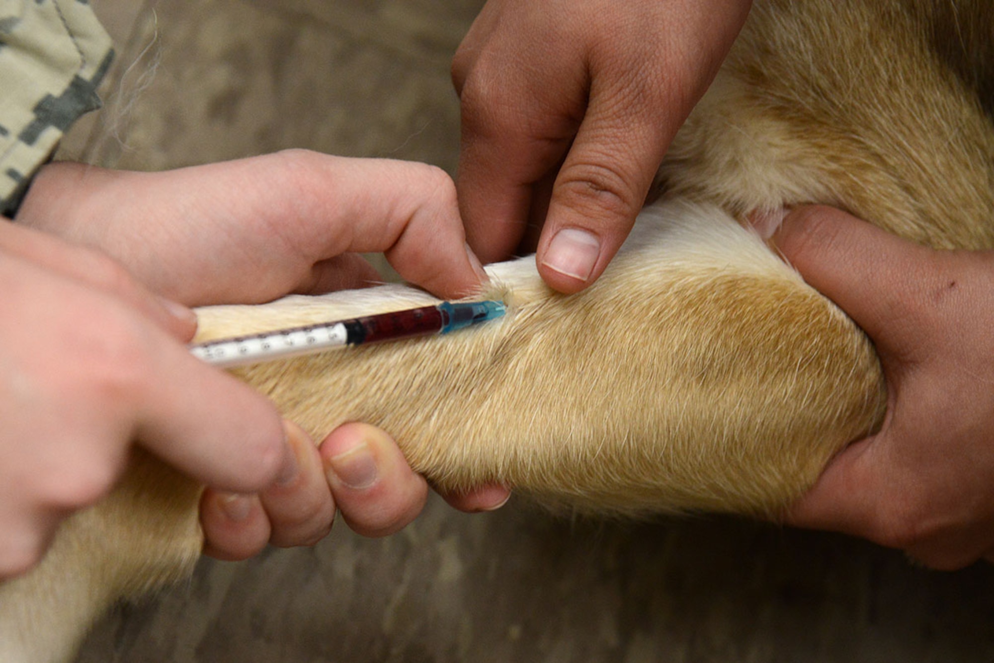 Pvt. Madison Farson (left) and Spc. Stephanie Alain (right), Public Health Command District, Joint Base Lewis-McChord animal care specialists, draw blood from Murphy, a red Alaskan husky, as his owner, Senior Airman Riley O’Neal (middle), 703d Aircraft Maintenance Squadron, holds him at the Joint Base Elmendorf-Richardson Veterinary Treatment Facility, Alaska, Dec. 14, 2015. Murphy was 18 months old and scheduled to be neutered, but needed to get vaccinated and blood tested before the procedure. (U.S. Air Force photo by Airman 1st Class Christopher R. Morales)