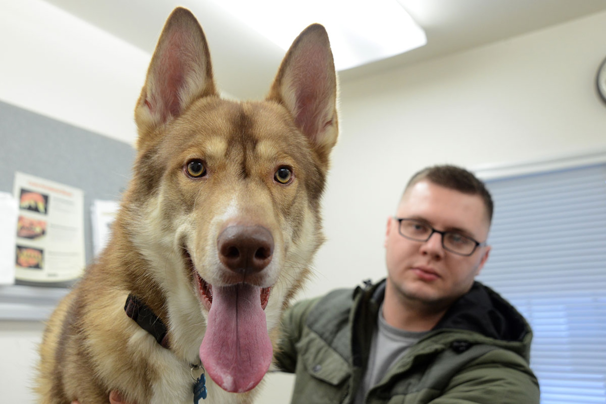 Murphy, an 18-month old red Alaskan Husky, and his owner, Senior Airman Riley O’Neal, 703d Aircraft Maintenance Squadron, visit the Joint Base Elmendorf-Richardson Veterinary Treatment Facility, Alaska, Dec. 14, 2015. Murphy was vaccinated and got his blood drawn, which are just some of the tasks the Veterinary clinic can perform for pets. (U.S. Air Force photo by Airman 1st Class Christopher R. Morales)