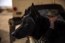 Hugo, a military working dog assigned to 1st Law Enforcement Battalion, I Marine Expeditionary Force, takes his part as a patrol, explosive detection dog for Steel Knight aboard Marine Corps Air Ground Training Center Twentynine Palms, Calif., Dec. 9, 2015. Steel Knight helps provide Marines and sailors with the 1st Marine Division and adjacent I Marine Expeditionary Force units with the skill sets necessary to operate as a fully capable Marine Air Ground Task Force. (U.S. Marine Corps photo by Cpl. Will Perkins/RELEASED)