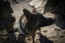 Nicky, a military working dog and Lance Cpl. David Wadleigh, a military working dog handler with 1st Law Enforcement Battalion, I Marine Expeditionary Force, provide security during a simulated mass casualty drill during Steel Knight aboard Marine Corps Air Ground Combat Center Twentynine Palms, Calif., Dec. 12, 2015. Steel Knight prepares Marines and sailors with the 1st Marine Division and adjacent I Marine Expeditionary Force units with the skill sets necessary to operate as a fully capable Marine Air Ground Task Force. (U.S. Marine Corps photo by Cpl. Will Perkins/RELEASED)