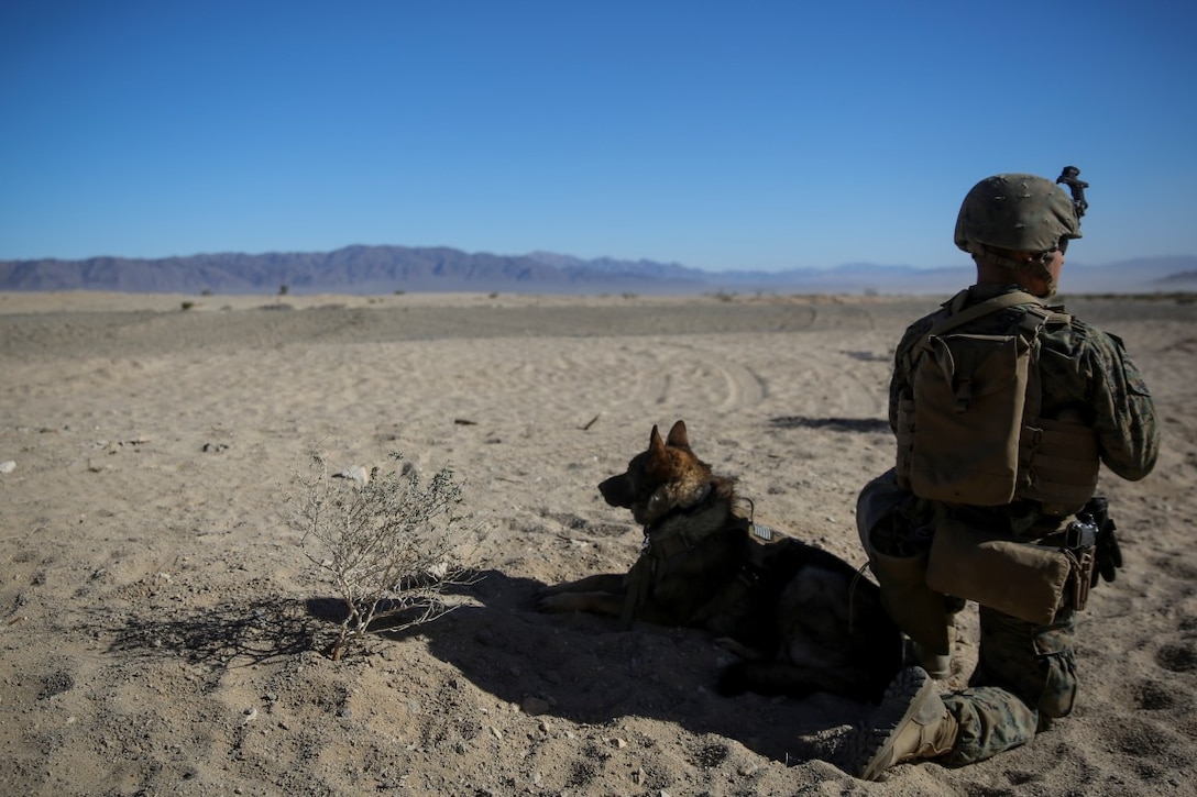 Lance Cpl. David Wadleigh, a military working dog handler and Nicky, a military working dog with 1st Law Enforcement Battalion, I Marine Expeditionary Force, provide security during a simulated mass casualty drill during Steel Knight aboard Marine Corps Air Ground Combat Center Twentynine Palms, Calif., Dec. 12, 2015. Steel Knight prepares Marines and sailors with the 1st Marine Division and adjacent I Marine Expeditionary Force units with the skill sets necessary to operate as a fully capable Marine Air Ground Task Force. (U.S. Marine Corps photo by Cpl. Will Perkins/RELEASED)