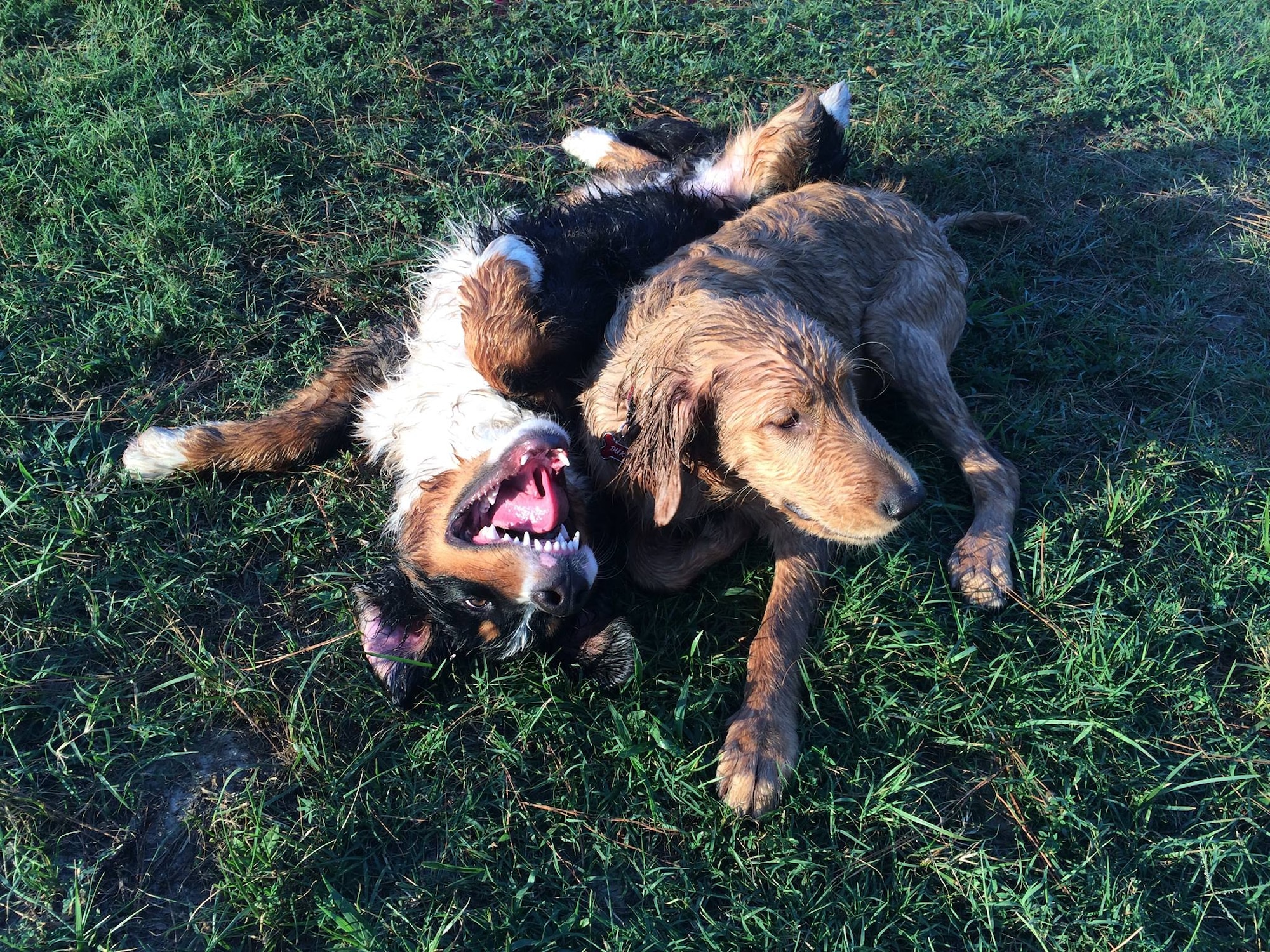 Ruger (left) and Duke play at the dog park, June 28, 2015, at Seymour Johnson Air Force Base, North Carolina. Both Ruger and Duke’s owners take advantage of the dog park to socialize their dogs, which was brought about through the Make It Better initiative. (Courtesy photo) 
