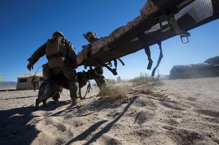 U.S. Marines and Sailors with Headquarters Company, 5th Marine Regiment, 1st Marine Division transport a simulated casualty as a part of a tactical recovery aircraft personnel mission in support of Steel Knight 2016 at Marine Corps Air-Ground Combat Center, Twentynine Palms, Calif., Dec. 12, 2015. Steel Knight is an annual field training exercise that enables 1st Marine Division to test and refine its command and control capabilities by acting as the headquarters element for a forward-deployed Marine Expeditionary Force. (U.S. Marine Corps Combat Camera photograph by ( Lance Cpl. Roderick L. Jacquote)/RELEASED)