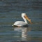 White Pelican in tailwaters below the Red Rock Dam