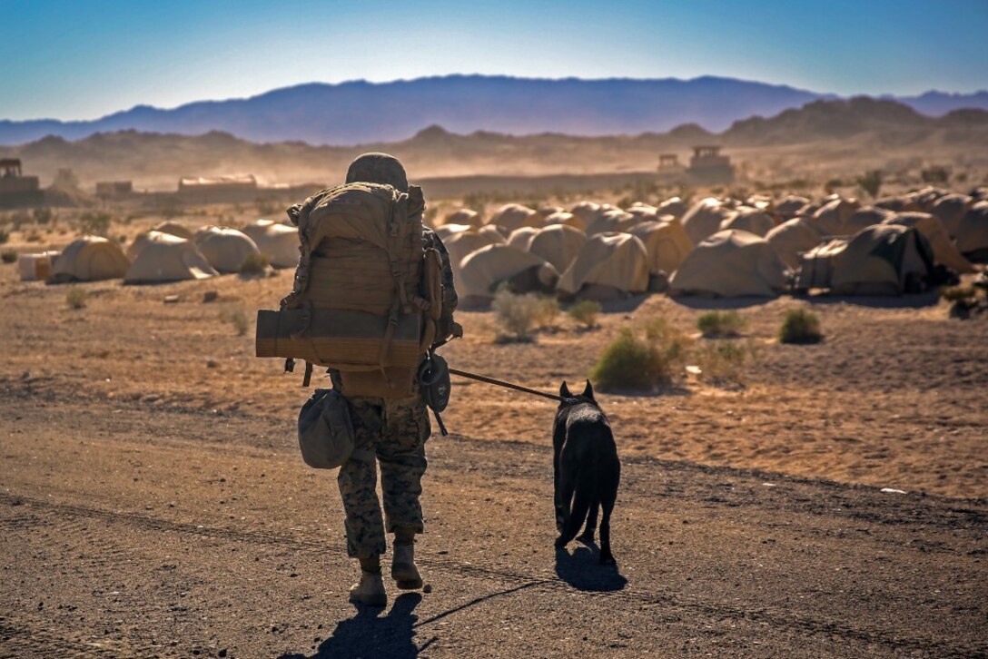 Marine Corps Cpl. Jared Royce returns from a patrol with military working dog Hugo during Steel Knight on Marine Corps Air Ground Combat Center Twentynine Palms, Calif., Dec. 12, 2015. Steel Knight aims to prepare Marines and sailors with the 1st Marine Division and adjacent I Marine Expeditionary Force units to operate as a fully capable Marine air-ground task force. U.S. Marine Corps photo by Cpl. Will Perkins