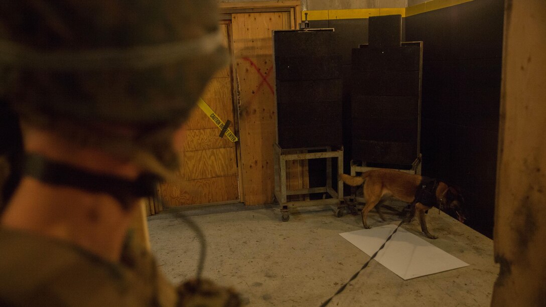 Cpl. Pedro Hernandez and his Specialized Search Dog Amber search a house after a raid Dec. 10, 2015 on Camp Hansen, Okinawa, Japan, as part of Interoperability Exercise 16-1. The dog handlers are attached to the Maritime Raid Force during certain operations to make it easier for the Marines to find mission critical information and can be used as extra security. Hernandez, from El Paso, Texas, is a dog handler with the 3rd Law Enforcement Battalion, III Marine Expeditionary Force Headquarters Group, III MEF. 
