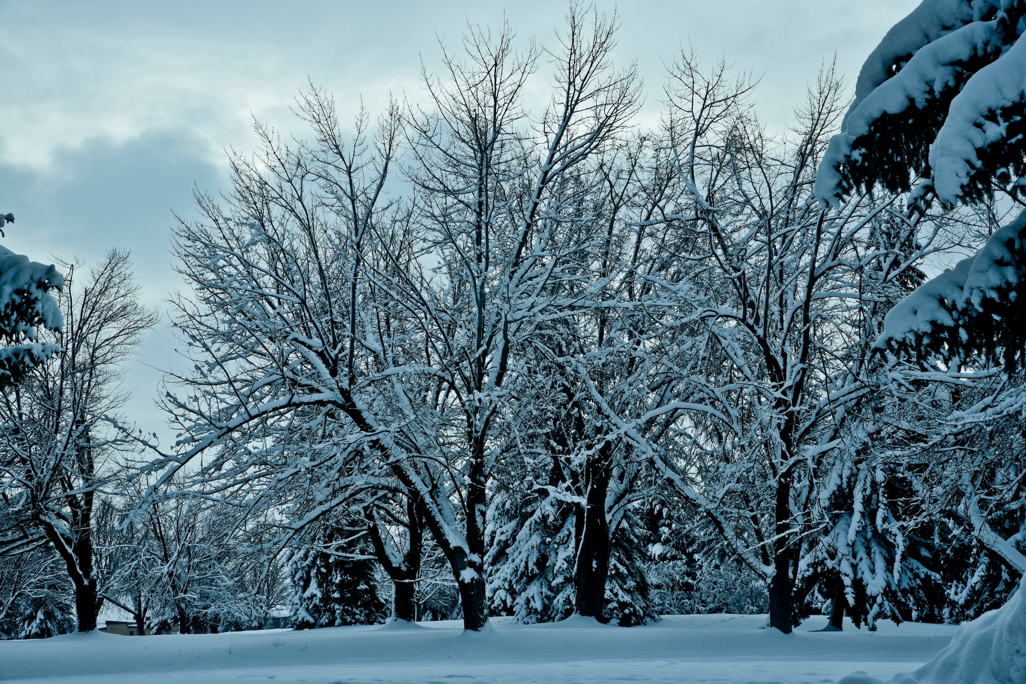 Snow covers trees across Fairchild Air Force Base, Wash.. So far there has been about 21 inches of snow, that’s the most recorded in December since 2008, when 61.5 inches of snow fell in Spokane. (U.S. Air Force photo/Airman 1st Class Taylor Bourgeous) 