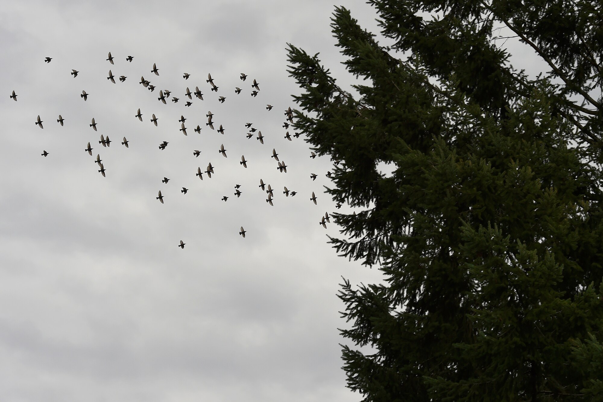 A small flock of birds can be seen flying around right outside the McChord Field flightline, Dec. 3, 2015 at Joint Base Lewis-McChord, Wash.  All Airmen are encouraged to report bird strikes and any hazardous wildlife activity witnessed on the airfield to the appropriate agencies like Airfield Management and Operations or the Wing Safety office. (U.S. Air Force photo/Tech. Sgt. Tim Chacon)