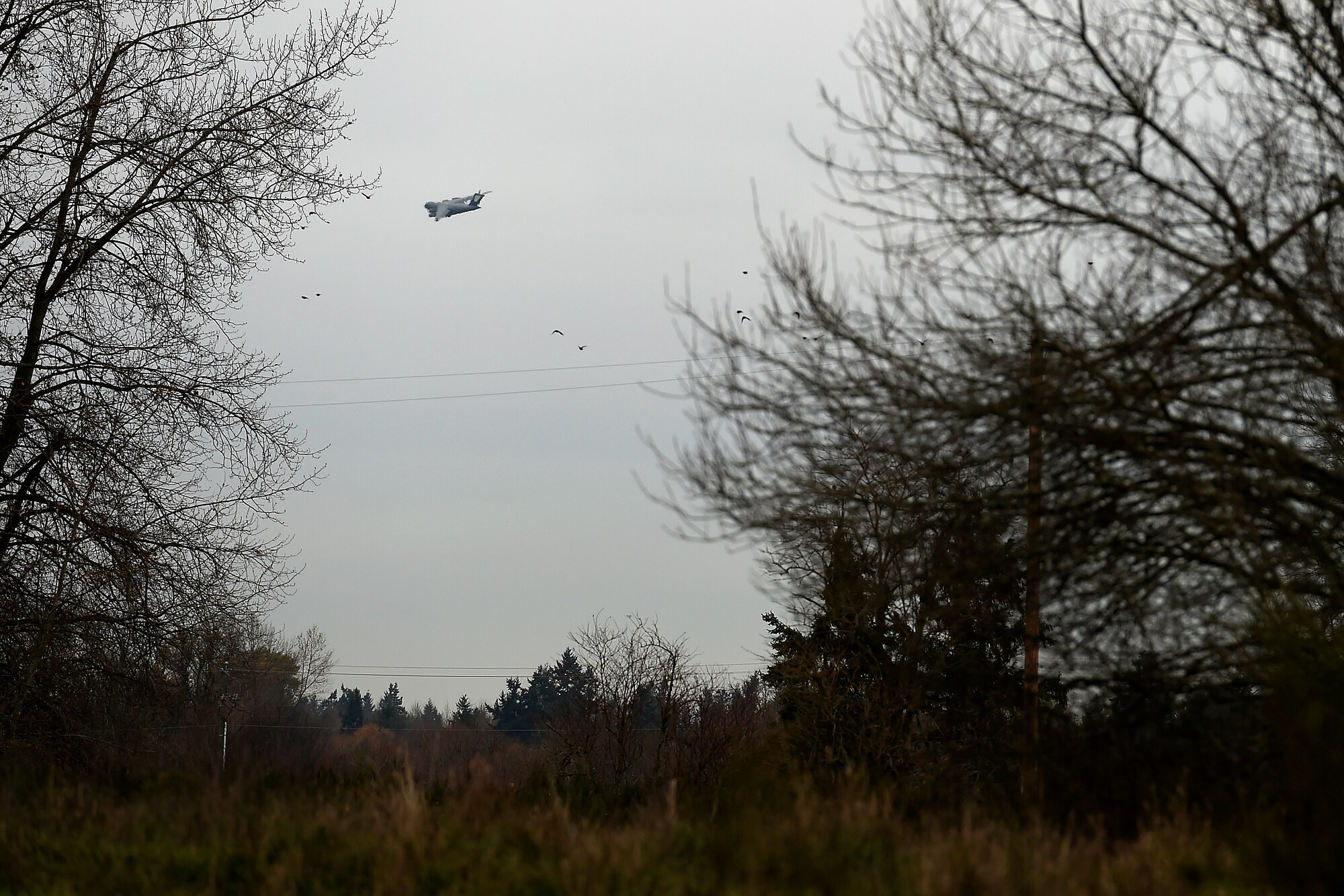 A McChord Field C-17 Globemaster III aircraft (background) flys around McChord Field while a small flock of birds can be seen in the foreground, Dec. 3, 2015 at Joint Base Lewis-McChord, Wash.  According to the Federal Aviation Administration report on wildlife strikes on civilian aircraft in the United States, more than 258 people have died and more than 245 aircraft have been destroyed since 1988. (U.S. Air Force photo/Tech. Sgt. Tim Chacon)