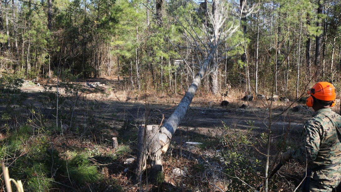 Master Sgt. Richard Thomas, Engineer Company operations chief, Marine Wing Support Squadron 274 observes the falling trajectory of a just-felled tree to ensure it descends where it was supposed to without any collateral damage, Jan. 28. The MWSS-274 engineers were clearing and preparing an undeveloped piece of land aboard Marine Corps Air Station New River for a forward arming and refueling point to be utilized as a future training area.