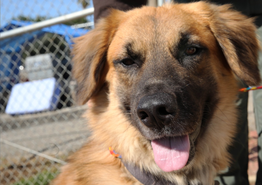 Buckeye is a Golden Retriever and German Shepherd mix and available for adoption at the Camp Pendleton Animal Shelter. The adoption fee at the shelter for dogs is $110. 