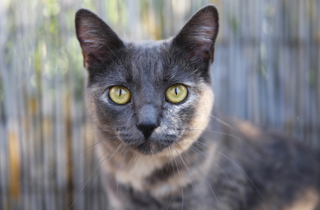 Nopalita is a domestic short-hair mix and available for adoption at the Camp Pendleton Animal Shelter. The adoption fee at the shelter for cats is $85. 