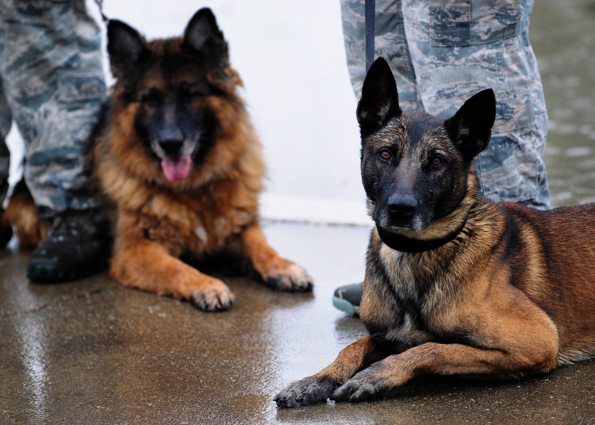 Jerry (left) and Quiz, 39th Security Forces Squadron military working dogs, lie at the feet of their handlers during a base-wide exercise Jan. 28, 2015, at Incirlik Air Base, Turkey. The MWD teams assisted in providing security for an aircraft shelter while it was being searched during an active shooter exercise. (U.S. Air Force photo by Senior Airman Krystal Ardrey/Released) 