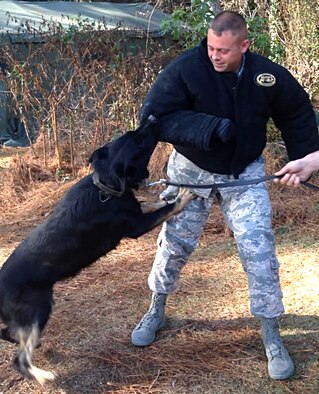 First Sergeant of the Year: Master Sgt. Andrew Earll, 4th Security Forces Squadron first sergeant, helps train a Military Working Dog at Seymour Johnson Air Force Base, North Carolina, Dec. 4, 2014. “I attribute my success to my supportive family and my fellow brothers and sisters on the Seymour Johnson First Sergeant Council.” (Courtesy Photo) 